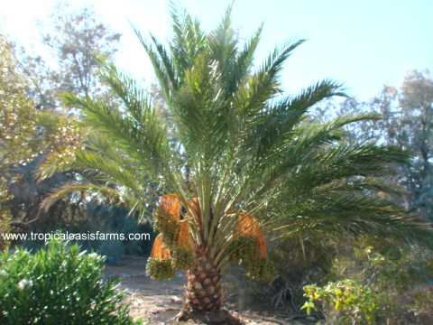 Medjool Date Palm