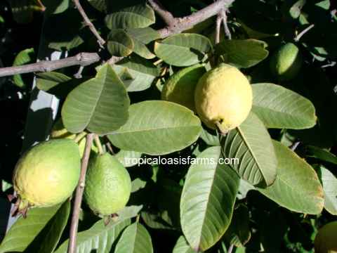 Brazilian White Guava: Goiaba Branca