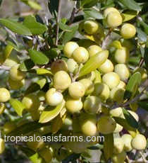 Arbequina olive tree with olives