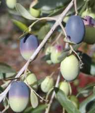 Coratina olive tree with olives