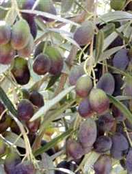 Frantoio olive tree with olives