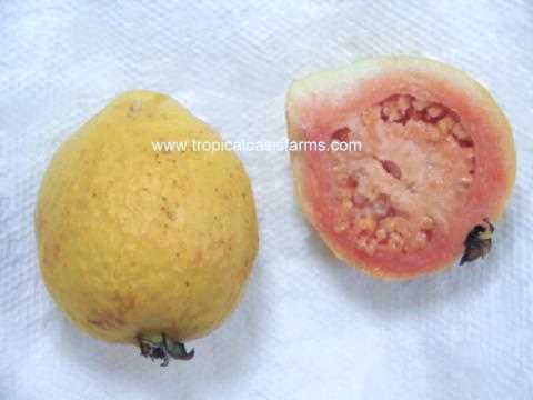 Pink Brazilian Guavas - known in Brazil as goiaba vermelha