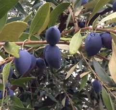 Kalamata olive tree with olives