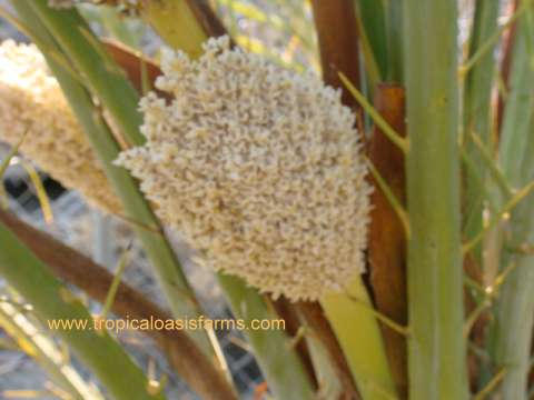 Male Date Palm Flower: used for Pollination and as a source of Fresh Date Palm Pollen