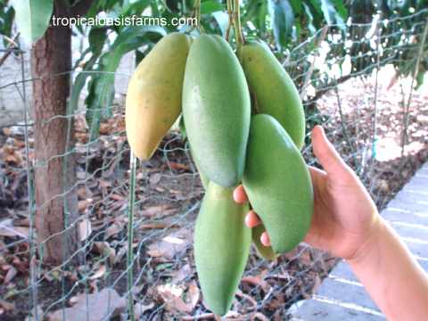 Mango variety: Manilla Mango from the Phillipines