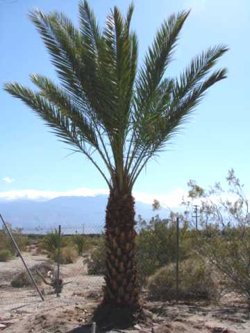 Date Palm