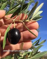 Mission Olive: fully ripe mission olive