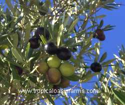 Mission olive tree branch with olives