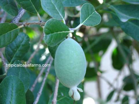 Feijoa: also known as Pineapple Guava