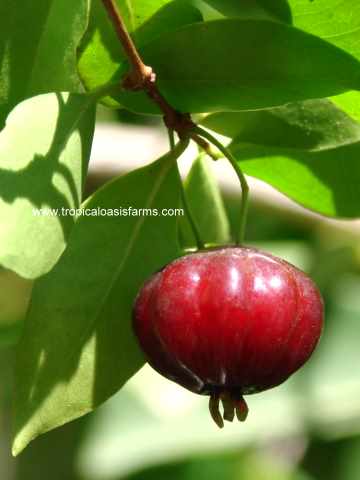 Pitanga - Surinam Cherry